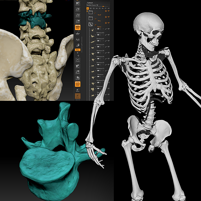 Left Image for Human Skeletal System Project